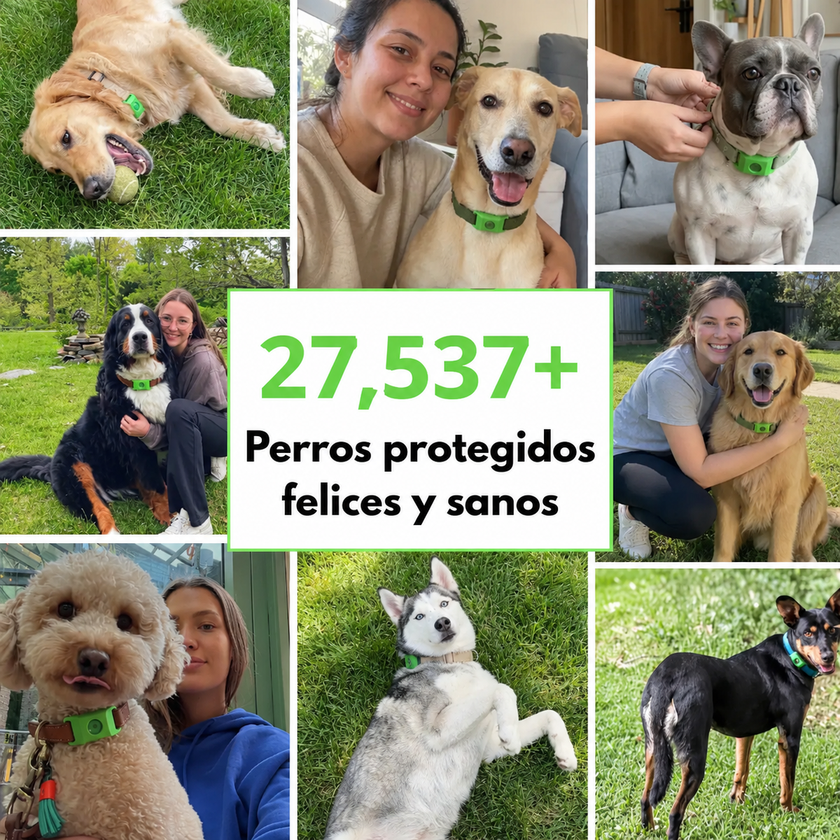PawGuardian - 12 Meses Sin Pulgas ni Garrapatas